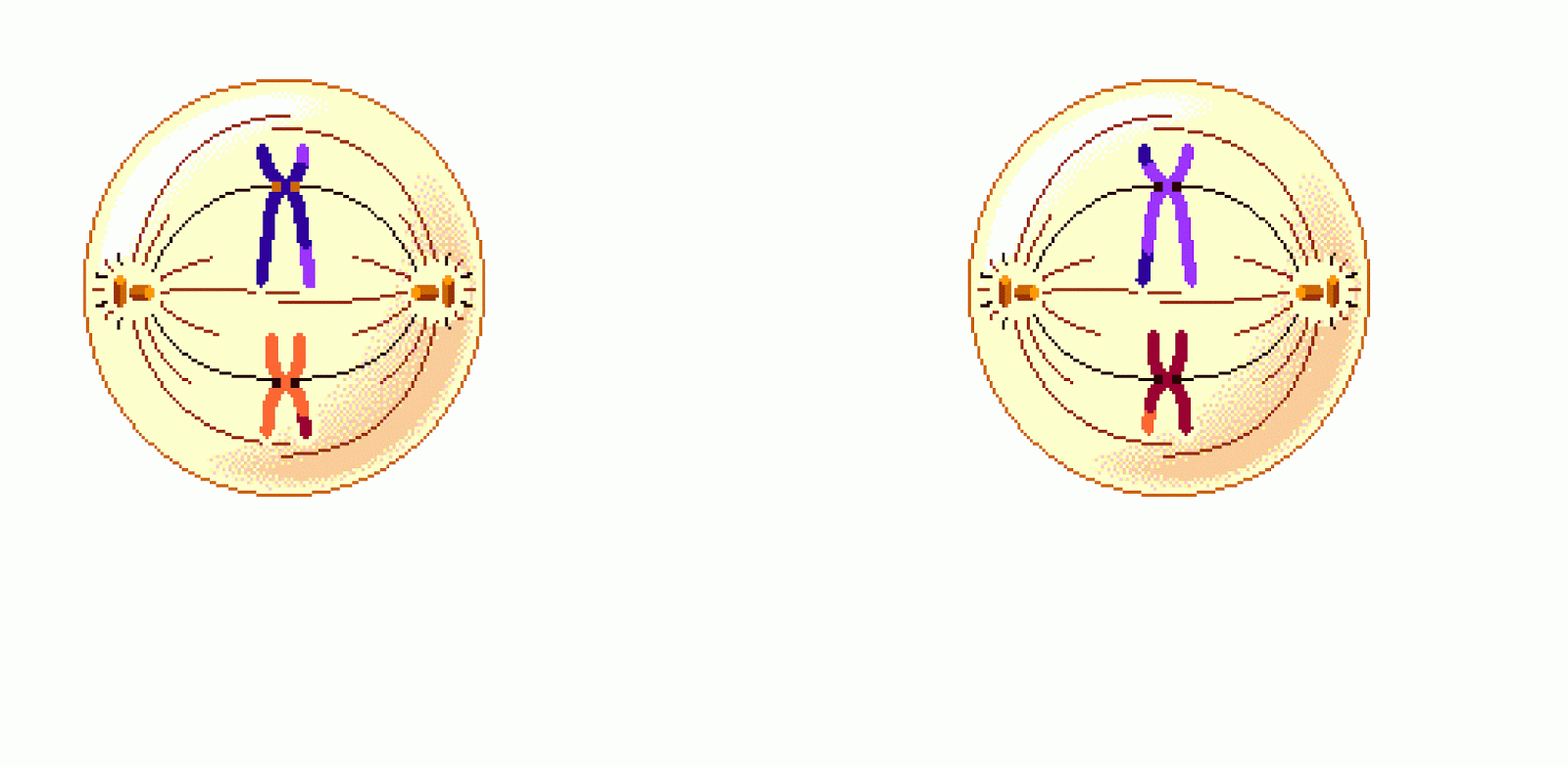 Мейоз 2 профаза 2 рисунок