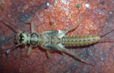 es di macro-invertebrati bentonici