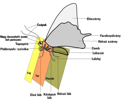 Csak figyeld meg, és olvasd el a lepke testének részeit!