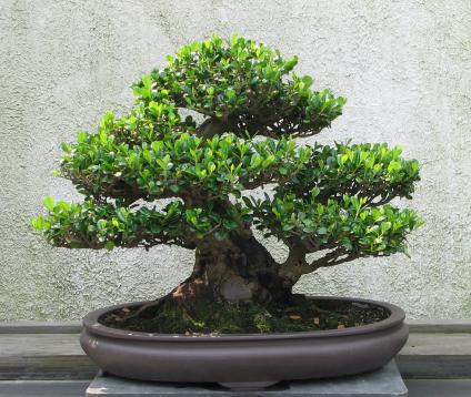 Modern Bonsai