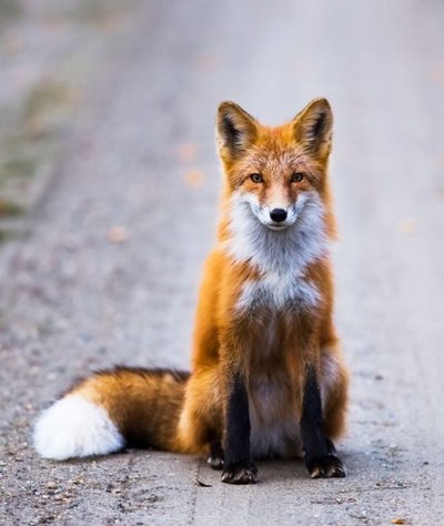 Igazi, élő róka képe