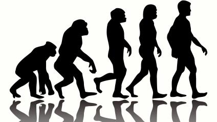 Human Evolution