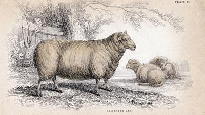 1795-1815, The Sheep Industry in New England was greatly emphasized.