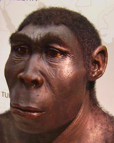 Recreation of Homo Erectus