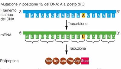 definizione di mutazione puntiforme