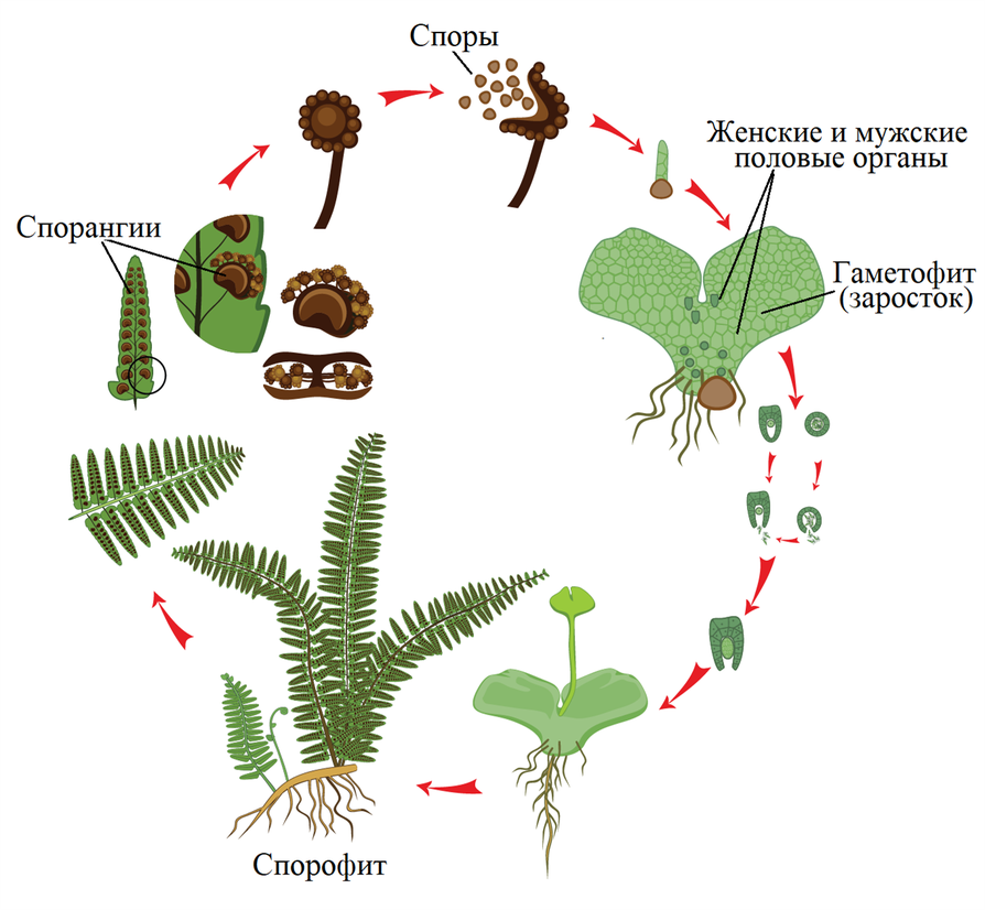 Вы согласны с тем что на рисунке изображена схема размножения папоротников
