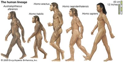quaternary period humans