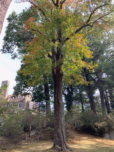 Eastern White Pine Fact Sheet - Signs of the Seasons: A New England  Phenology Program - University of Maine Cooperative Extension