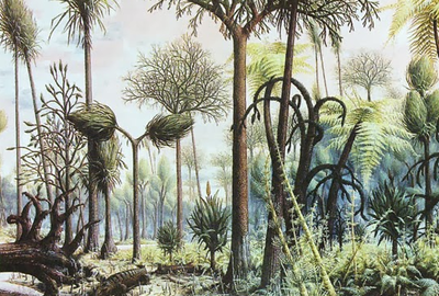 Cordaites are trees that grow in a wet ground, similar to the ...