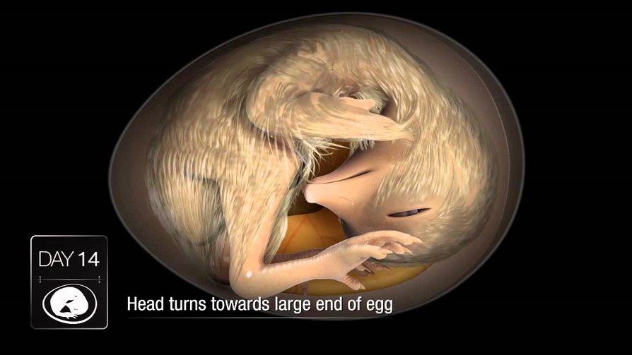 The head moves toward large end of egg.