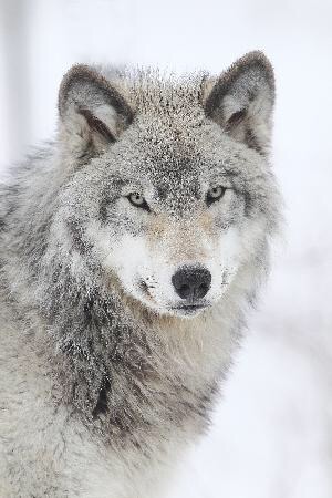 Le Loup gris