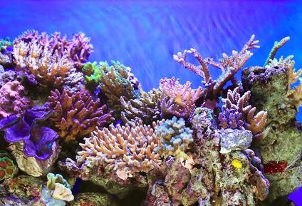 coral reef