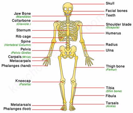 The skeletal system