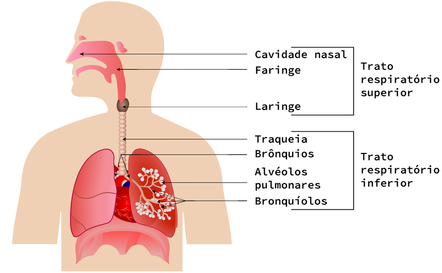 https://realizeeducacao.com.br/blog/sistema-respiratorio-pulmonar/