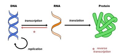 1957: Watson and Crick introduced the Central Dogma of Biology in a ...