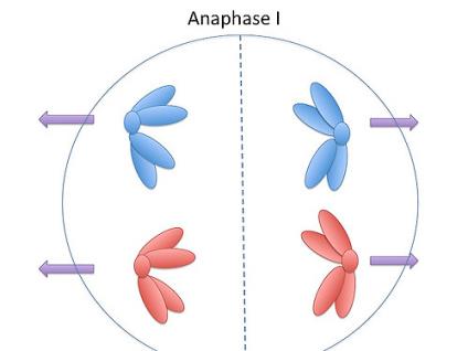 Anaphase 1 is the fourth stage in the process meiosis. During anaphase