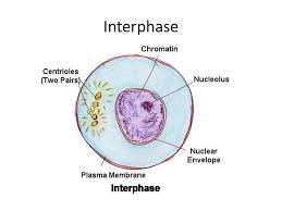 https://www.google.com/search?q=interphase&rlz=1CARWXF_enUS812&source ...