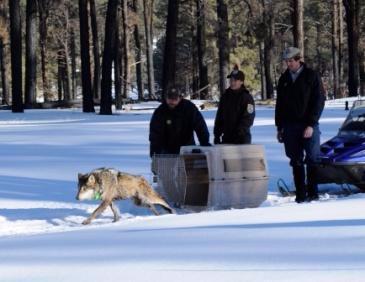 Gray Wolf Being Reintroduced.