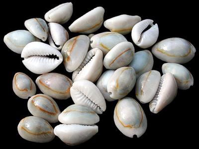 cowrie shells cowry shell used currency money cowries ancient china years shang sea nigeria form culture africa sutori igbo aquarius