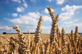 columbian exchange plants wheat crispr gene dramatically editing soon software change