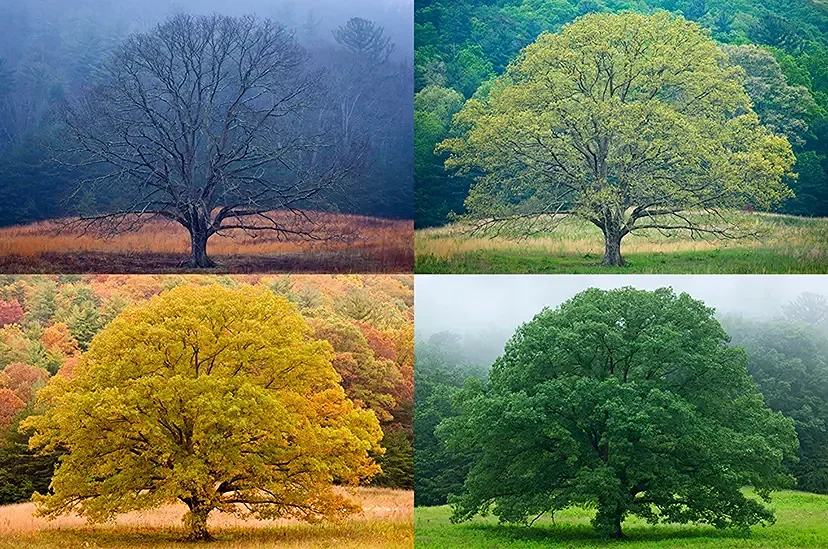 SEASONS