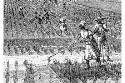 An example of a slave farm, where many of the plants and agriculture ...