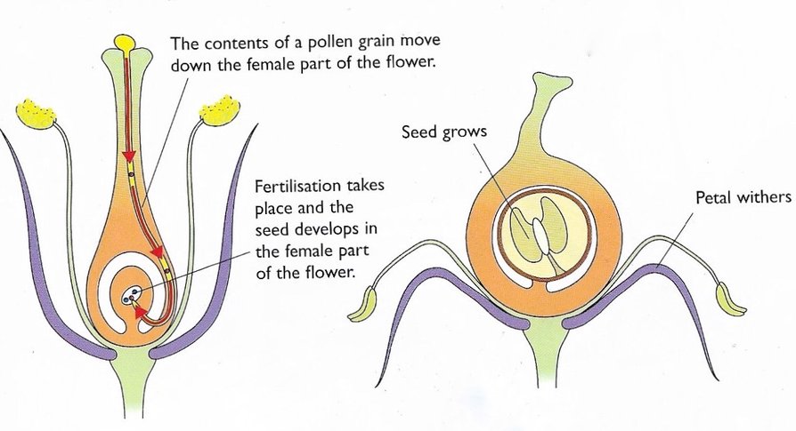 Source: Knapp & Riley, [3]