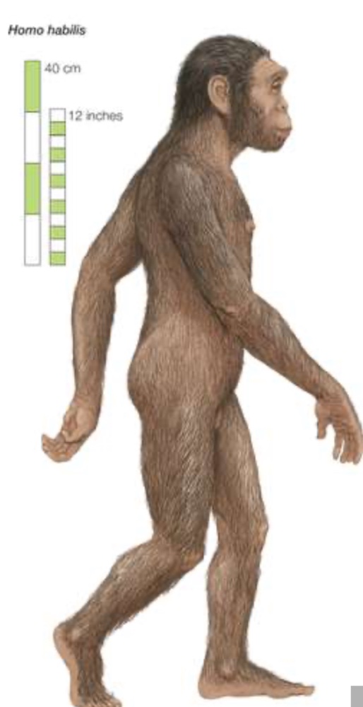 First Developed Humans Share