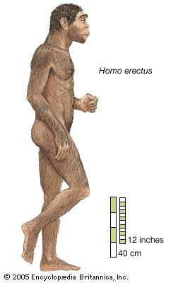 This is Homo Erectus its height was 5ft 10in.