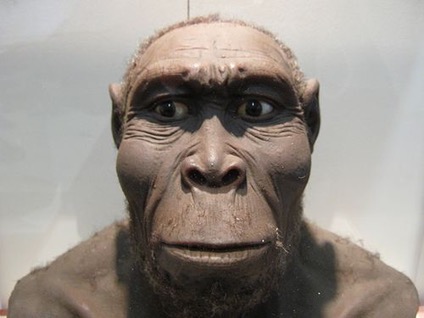 First Primate Found in Genus Homo: 1.8 million years the first primate ...