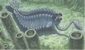 Phanerozoic Eon, Paleozoic Era, AND Cambrian Period began in 542 MYA ...