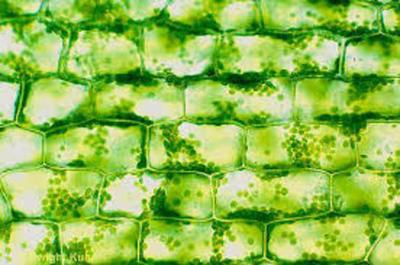 Matthias Schleiden continued...