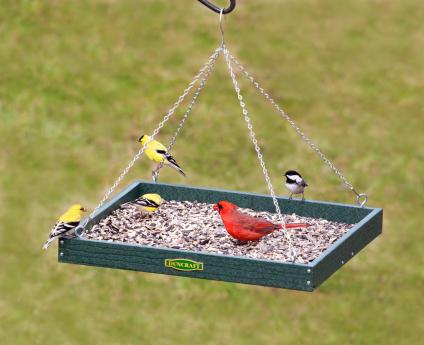 Ornithology Sutori