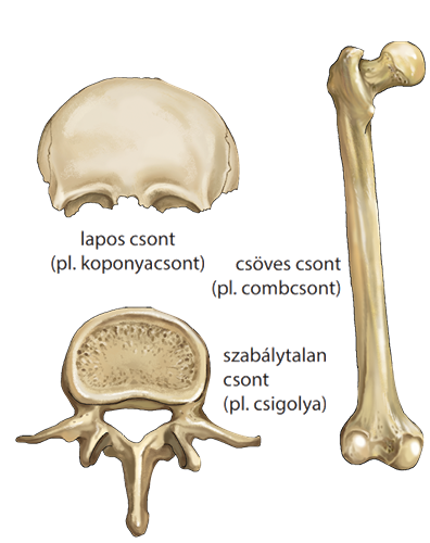 A csontok alakja
