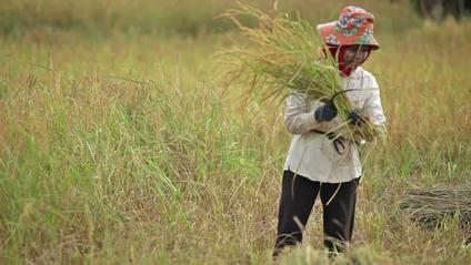 RiceFarming - How many people remember the Hitachi rice cooker and the  chime that meant the rice was done? This is a neat history of the kitchen  appliance and how it evolved