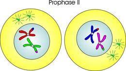 prophase 2 meiosis