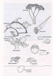 Extinct animals timeline