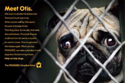 Pathos Dog Share