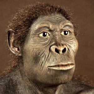 Homo Habilis   957a1db520c69f4cef94ef3c04a1e314 