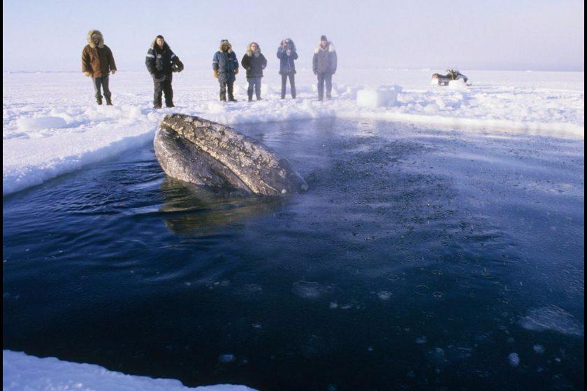 The Whale Rescue Sutori The Whale Rescue Sutori