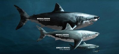 evolución de la línea de tiempo de los tiburones