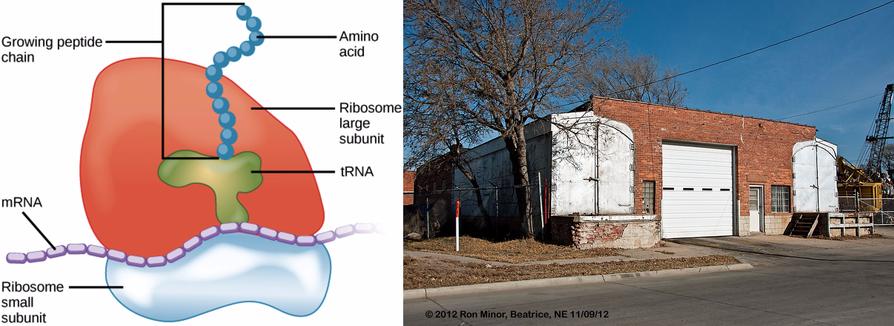 Ribosomes take amino acids and join them into a new chain The scrap ...