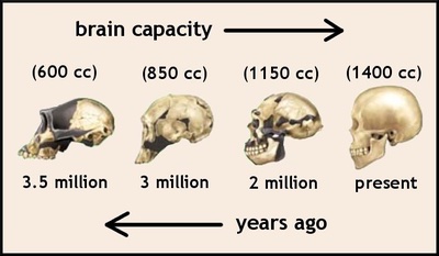 human evolution timeline skulls