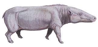 anthracotherium.ranged from the early eocene period until the early ...