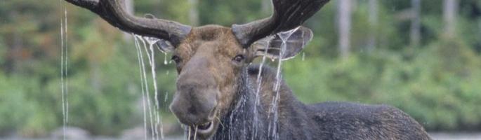 Deep Forest Wild Edible Forages in the Hudson Valley