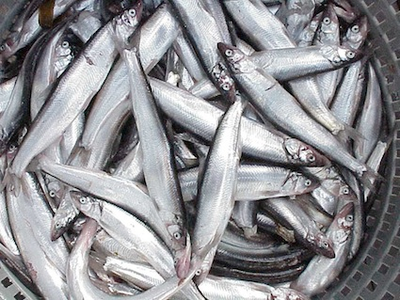 Native Food Fish These indians, living on the coast, also fished for salmon and similar ...