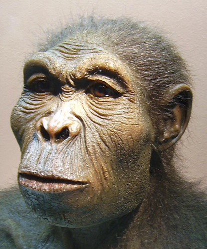 First primate in genus Homo: 2,800,000 years ago