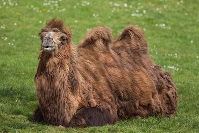 Camels The Fat Backs | Sutori