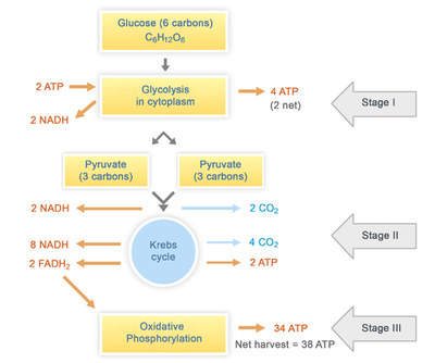 The three steps of cellular respiration is glycolysis, the Krebs cycle ...
