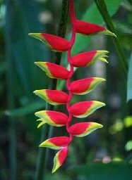 The Coolest Plants In The Amazon Rainforest Sutori